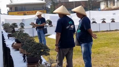 Kontes Bonsai Mini Maks Mustika Blora Pertama Kali Hadir di Jawa