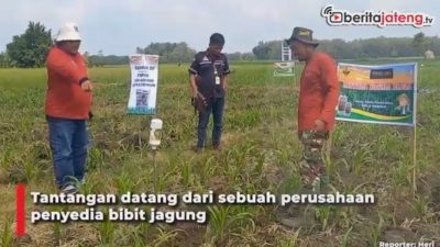 Video Petani Muda Blora Ditantang Tanam Jagung