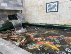 Penghobi Ikan Koi Terus Meningkat dan Stabil, Minat Masyarakat Tak Pernah Surut