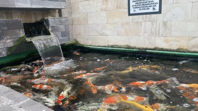 Penghobi Ikan Koi Terus Meningkat dan Stabil, Minat Masyarakat Tak Pernah Surut