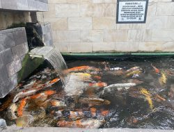 Jatuh Bangun Bisnis Ikan Koi, Rugi Jutaan Rupiah saat Listrik Mati