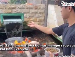 Video Mahasiswa Hasilkan Cuan dari Bisnis Ikan Koi