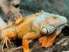 hewan reptil