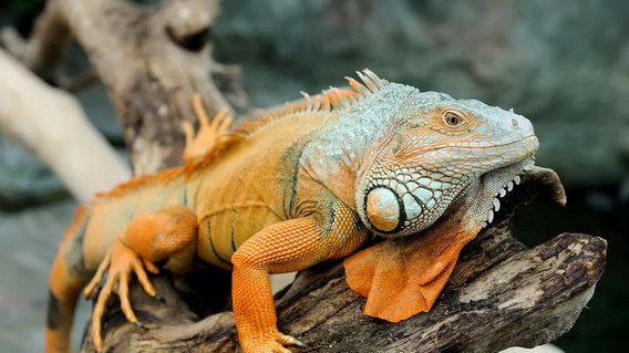 hewan reptil