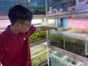 usaha aquascape
