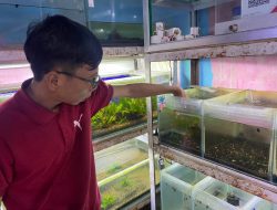 usaha aquascape