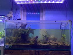 Pernah ‘Tenggelam’ Karena Ikan Channa, Tren Aquascape Siap Naik Lagi!