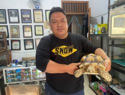 Mengenal Sulcata dan Aldabra, Kura-Kura Seharga Jutaan Rupiah
