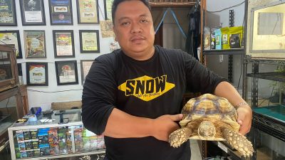 Mengenal Sulcata dan Aldabra, Kura-Kura Seharga Jutaan Rupiah
