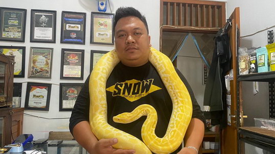 pedagang hewan reptil