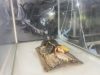 Tren pelihara hewan reptil
