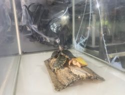 Tren Pelihara Hewan Reptil Naik Drastis saat Covid, Bagaimana Sekarang?