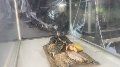 Tren Pelihara Hewan Reptil Naik Drastis saat Covid, Bagaimana Sekarang?
