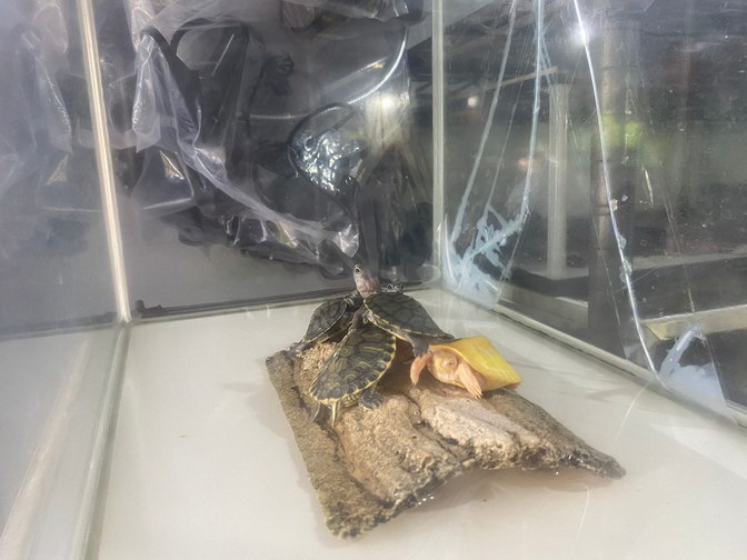 Tren pelihara hewan reptil