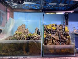Seni Merawat Tanaman dalam Air, Ini Perbedaan Aquascape, Paludarium, dan Terarium