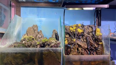 Seni Merawat Tanaman dalam Air, Ini Perbedaan Aquascape, Paludarium, dan Terarium