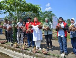 Walikota Ingin Semarang Jadi Pemasok Bawang Merah bagi Kawasan Hinterland