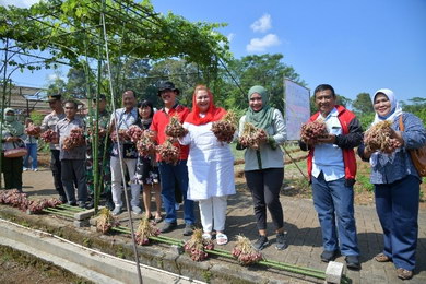 Pemasok bawang merah