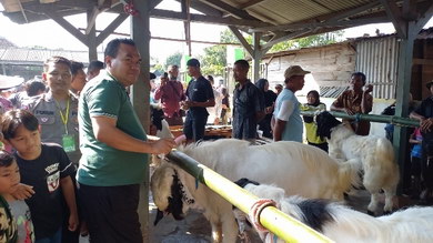 Kontes kambing harga fantastis