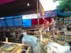 Pengawasan Hewan Kurban