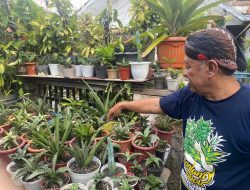Mampu Menyerap Polusi dan Radiasi, Begini Cara Merawat Sansivera atau Lidah Mertua