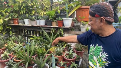 Mampu Menyerap Polusi dan Radiasi, Begini Cara Merawat Sansivera atau Lidah Mertua