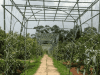 Agrowisata Cepoko