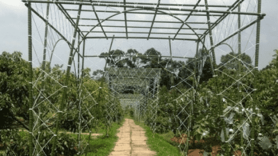 Wisata Petik Buah Banyak Varian, di Agrowisata Cepoko Bisa Langsung Nikmati dari Pohonnya!