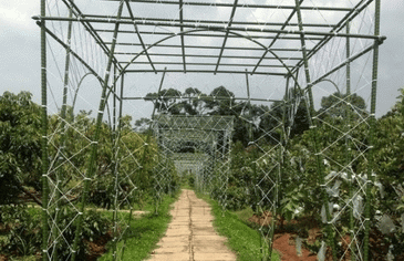 Wisata Petik Buah Banyak Varian, di Agrowisata Cepoko Bisa Langsung Nikmati dari Pohonnya!