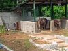 Gajah Baru Bona dan Sela