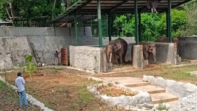 Gajah Baru Bona dan Sela Tiba di Semarang Zoo