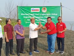 Alfamart Tanam Ribuan Bibit Cemara Laut di Pantai Tirang Semarang