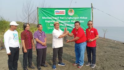 Alfamart Tanam Ribuan Bibit Cemara Laut di Pantai Tirang Semarang
