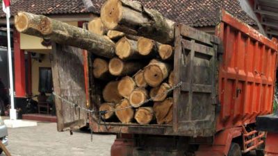 Polisi Gagalkan Illegal Logging dengan Dugaan Keterlibatan LMDH