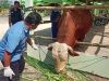 Jokowi Kirim Sapi Kurban