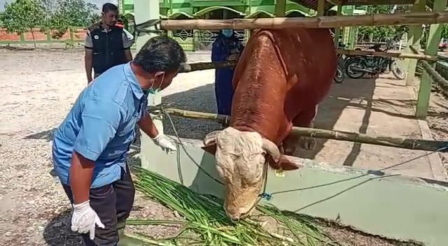 Jokowi Kirim Sapi Kurban