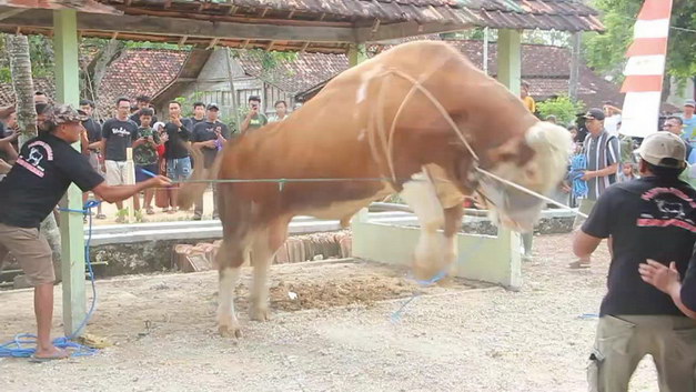 Sapi Kurban Sumbangan Jokowi