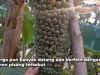 pisang bertandan 2 meter