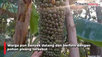 Video Pisang Bertandan Sepanjang 2 Meter di Blora