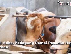 Video Jelang Idul Adha, Pedagang Hewan Kurban Ramai Pesanan