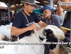 Video Kontes Kambing Pertama di Blora