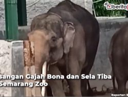 Video Pasangan Gajah Bona dan Sela Tambah Koleksi Semarang Zoo