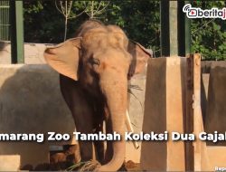 Video Semarang Zoo Tambah Koleksi Dua Gajah