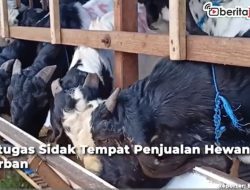 Video Petugas Gabungan Sidak Tempat Penjualan Hewan Kurban