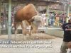 sapi kurban Jokowi