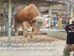 Video Sapi Kiriman Presiden Jokowi Mengamuk saat Hendak Disembelih, Warga Panik