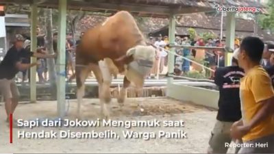Video Sapi Kiriman Presiden Jokowi Mengamuk saat Hendak Disembelih, Warga Panik