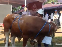 Video Kurban Presisi Polda Jateng Kumpulkan 198 Sapi dan 195 Kambing