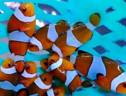 Ingin Pelihara Ikan Nemo di Rumah? Simak Tipsnya