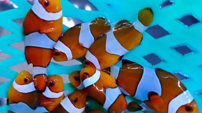 Ingin Pelihara Ikan Nemo di Rumah? Simak Tipsnya